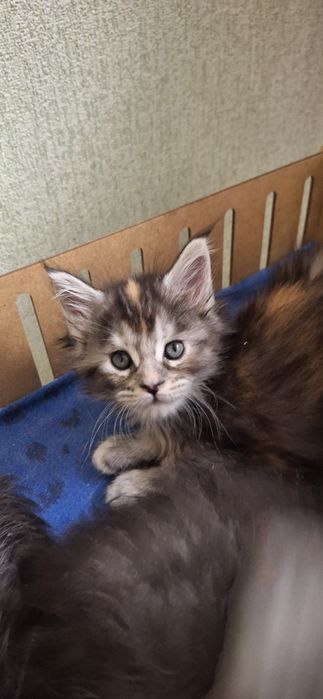 Котята   мейн-кун