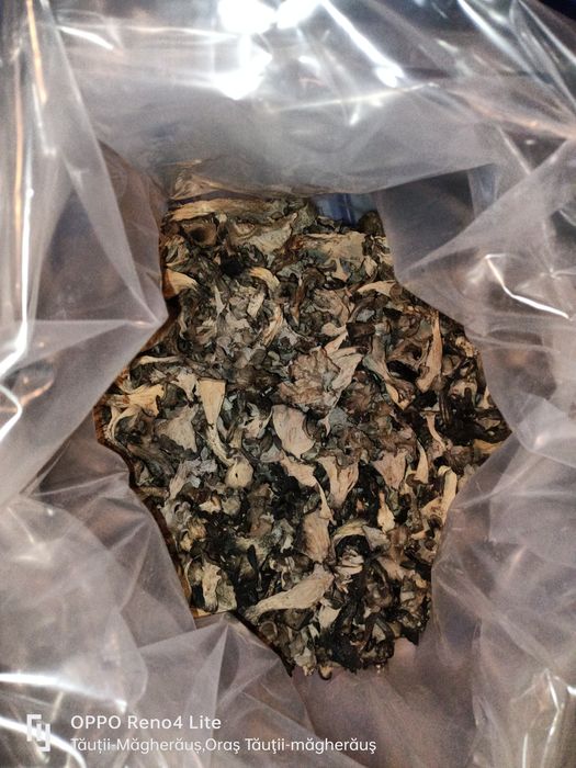 Vând Trompa Piticului