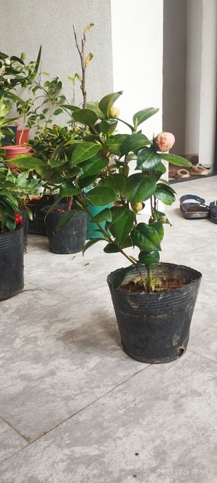 Камелия японский