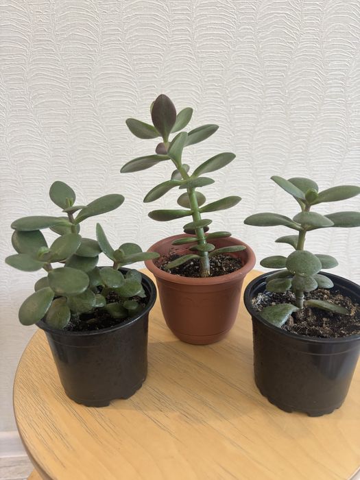 Продам комнатные цветы