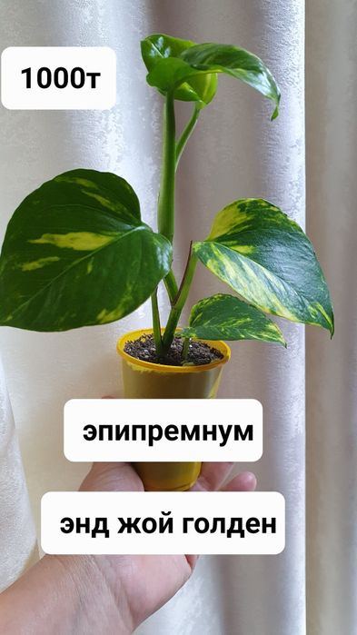 Комнатные растения