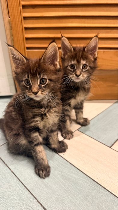 Продам котят породы ,,Мейн Кун,,