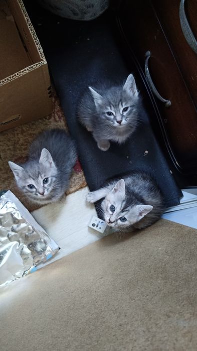 Отдам котят в хорошие руки
