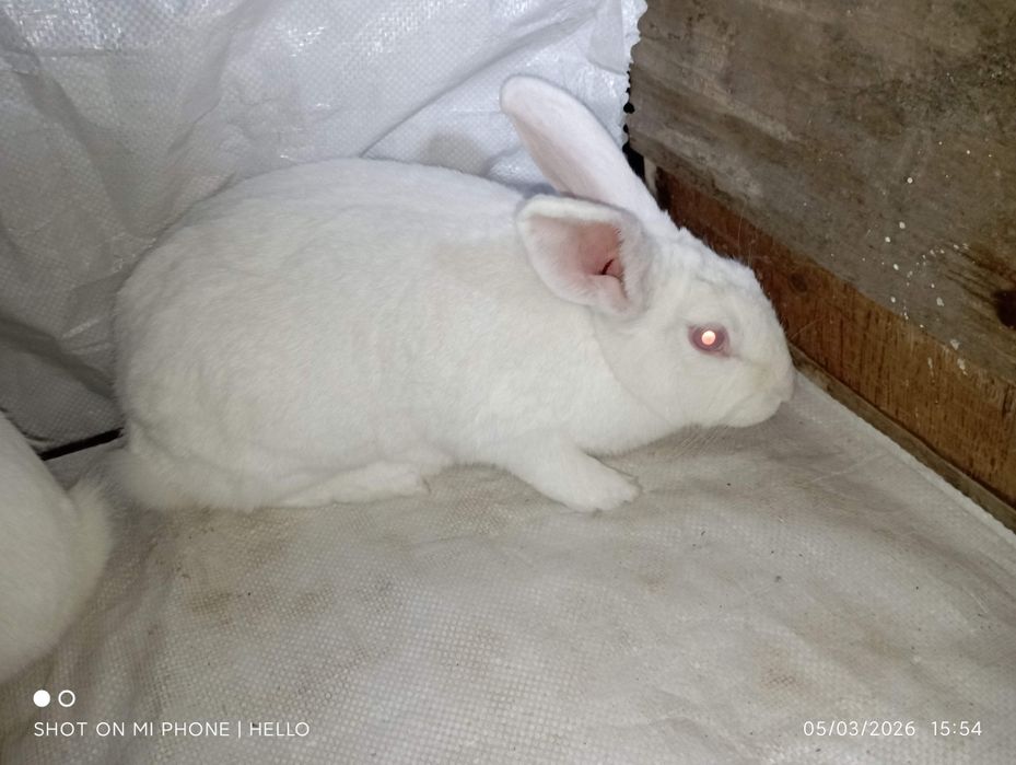 Quyon hikol koʻpaytirish uchun mos