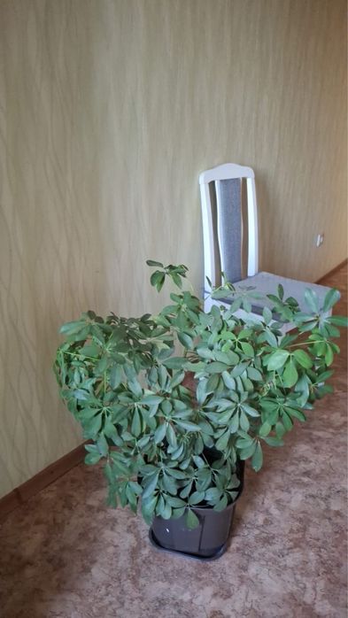Продам шефлера комн растение
