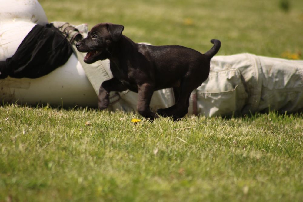 Femelute paterdale terrier
