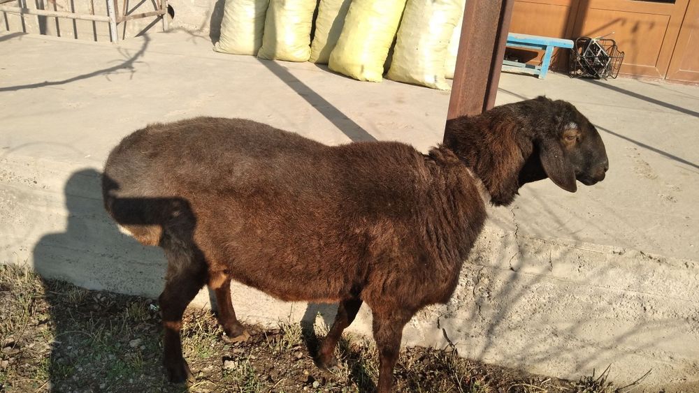 Semiz qo'chqor sotiladi ZOTDOR!!!