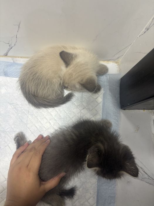 Пристраивается котенок