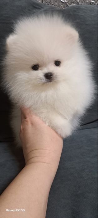 Супер шпицы мишки