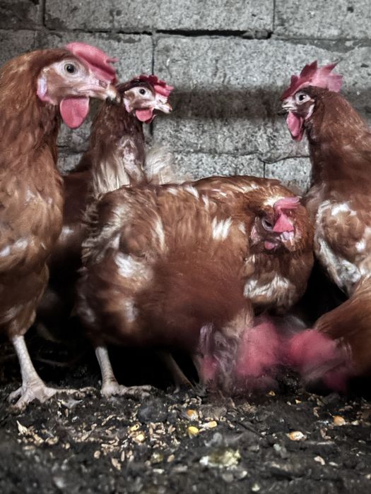 Продаются куры Ломан Браун