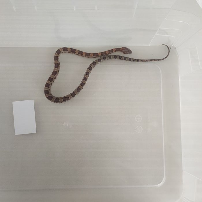 Маисовый полоз змея