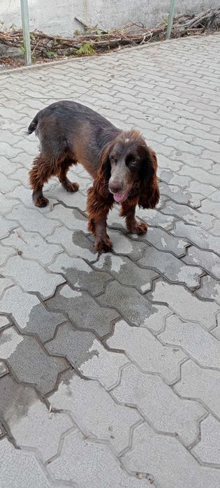 щенок  английский спаниел