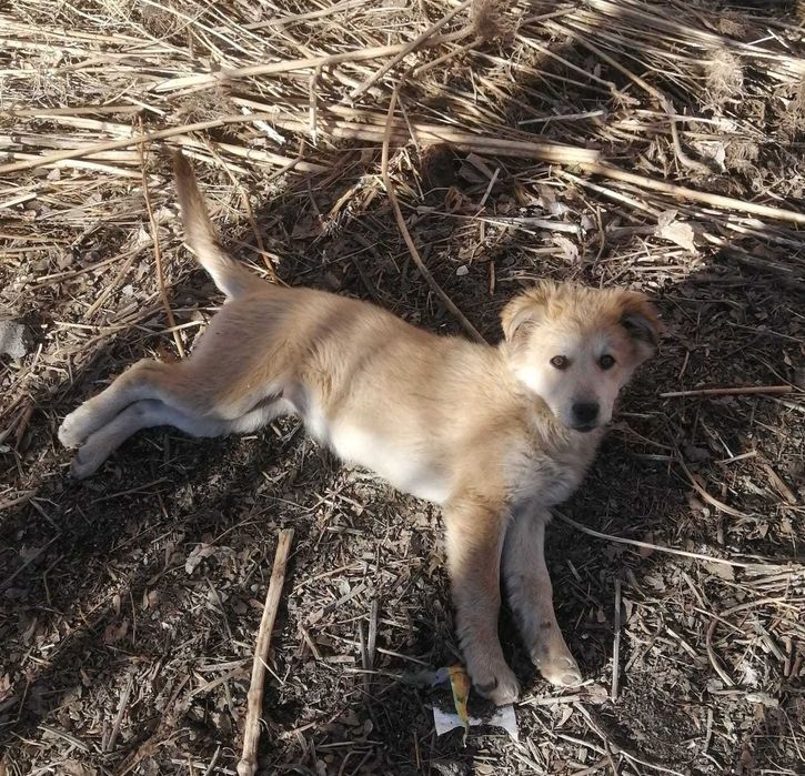 Дарим щенков. Девочки