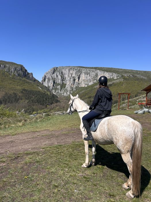 Vand iapa de 7 ani pentru echitație