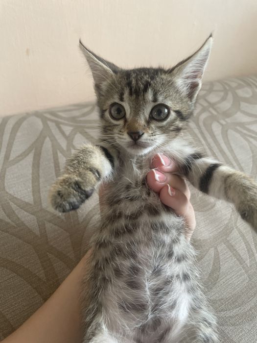 Котята срочно продам
