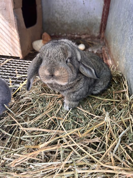 Iepuri berbec german