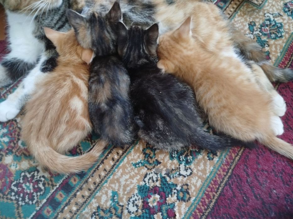 Mushuklar hadiyaga beriladi