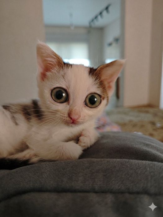 Отдам котёнка девочку