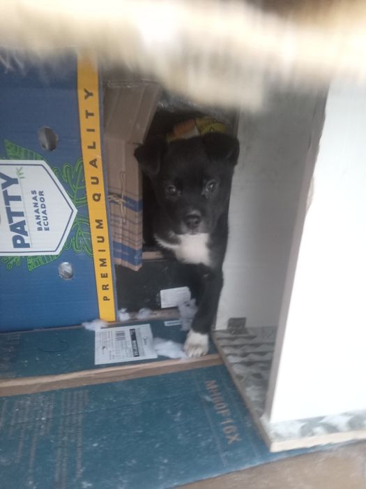 Подарю красивых щенков..Г.Рудный