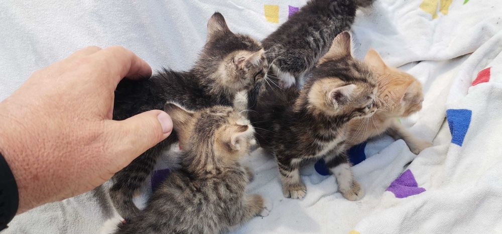 Отдам котят в добрые руки