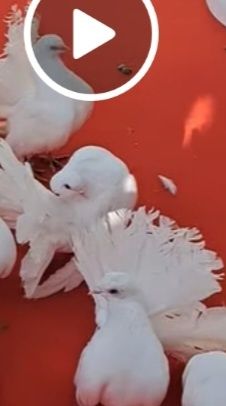 Închiriez porumbei albi voltati și voiajori pregătiți pentru ședința f