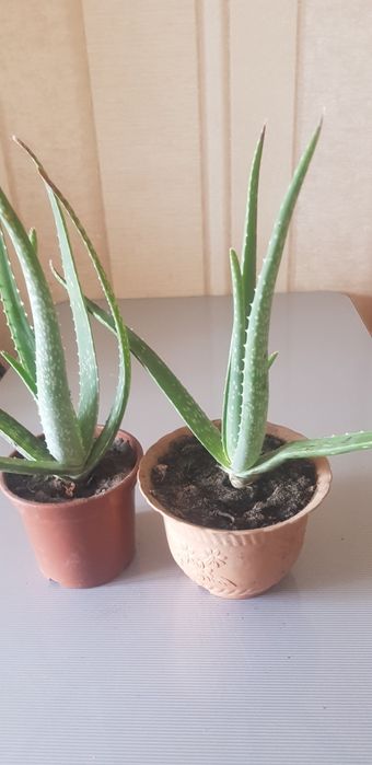 Комнатные  цветы  Алое вера