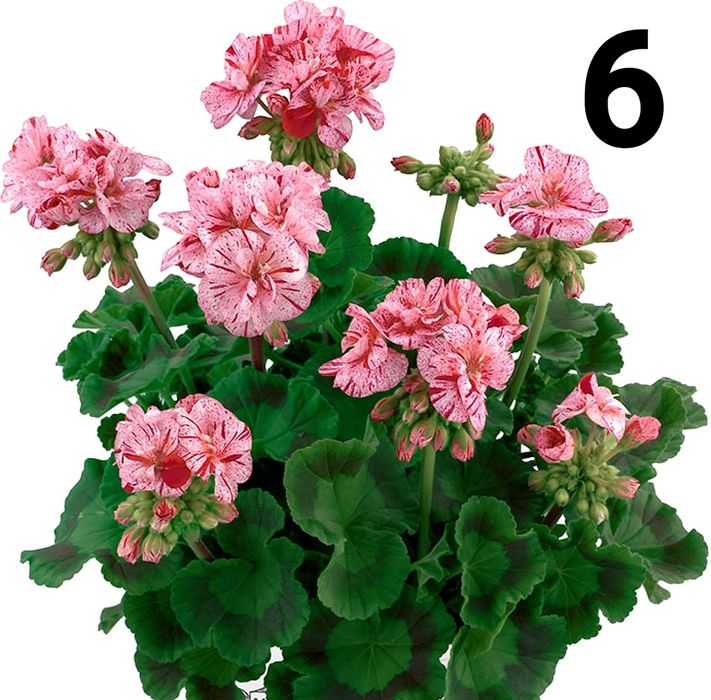 Нискостеблено мушкато -2.50€