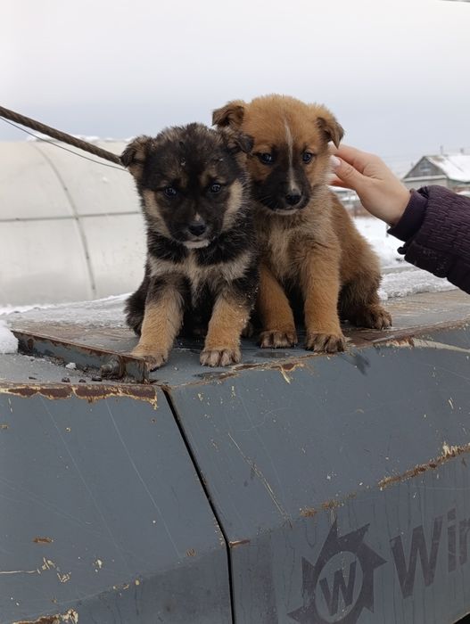 Красивые щеночки