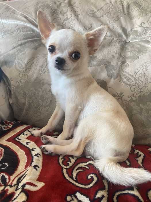 Вязка кобель чихуахуа