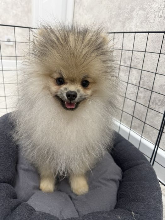 Продам померанский шпиц 200000