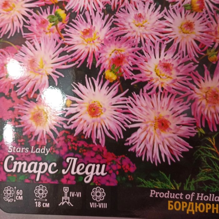 Георгина бордюрная