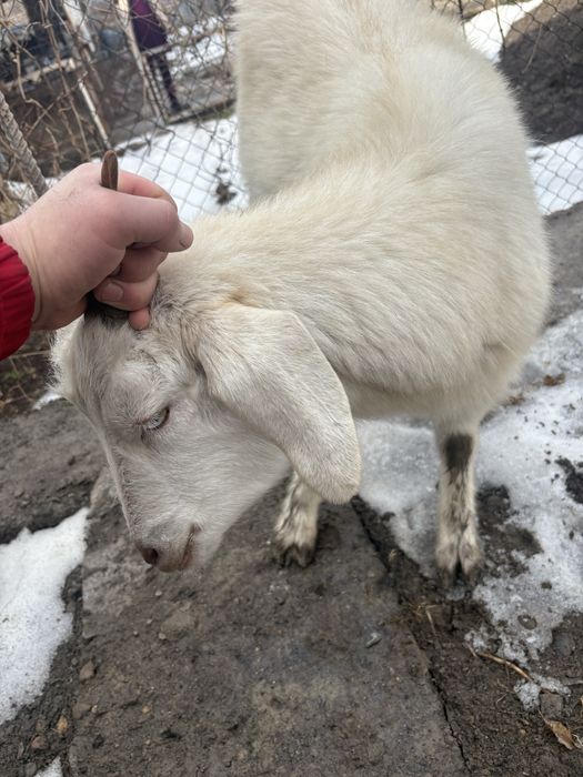 Ешкі 1 бас сатылады буаз мал қылганга
