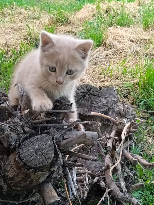 Отдам котят в добрые руки