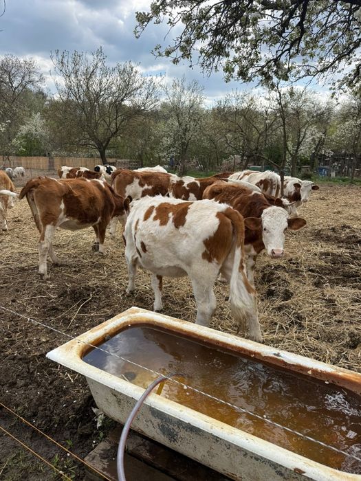 Vând juninci gestante