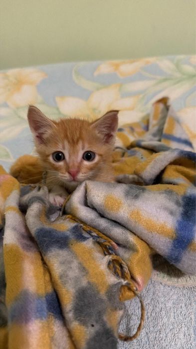 Котенок в добрые руки
