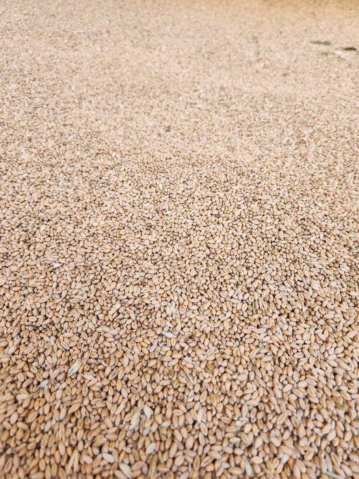 Vând grâu porumb triticale orz ovaz