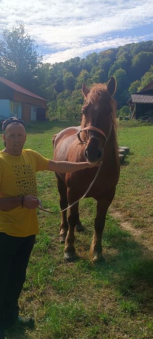 Vând cal de 6 ani mai multe detalii la telefon