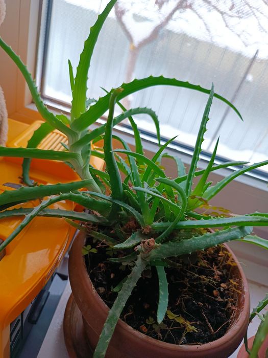 Продам цветок алоэ