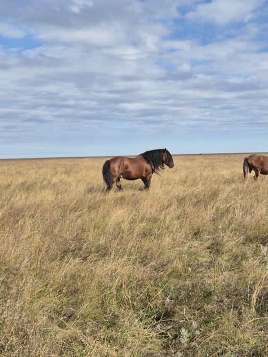 Жеребец продаётся