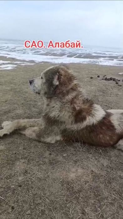 Алабай сао алабай