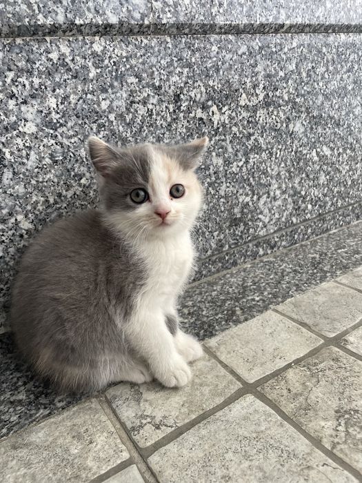 Ikkita qizaloq minutli surat