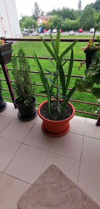 Leandru înălțime 80 centimetri, 90 cm, 1 metru, în ghiveci mare de 25L