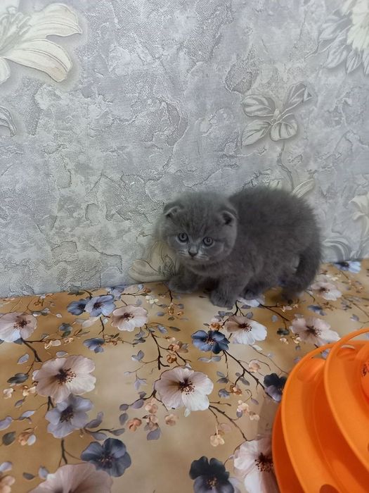 Котята голубого окраса