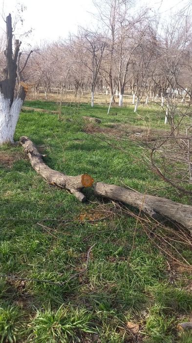 Urik daraxtini utini