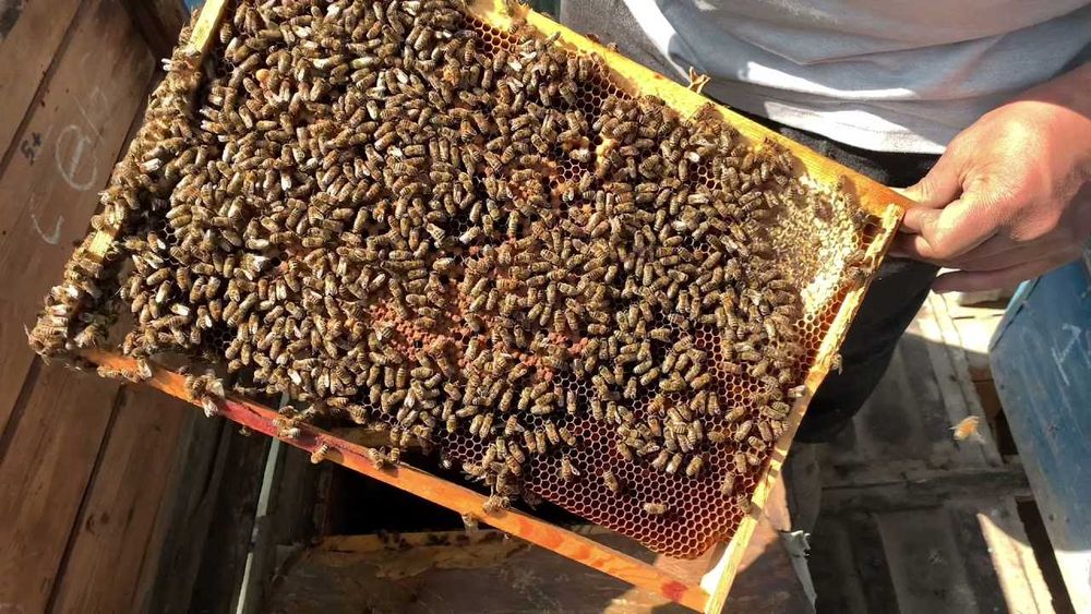 Асалари  оиласи сотилади