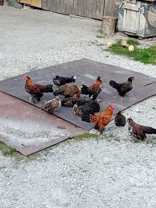 Pui de găină liliputi