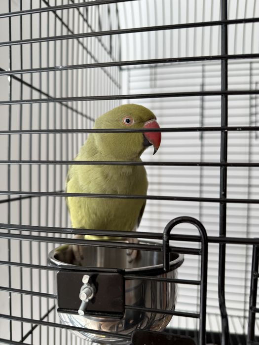 Папагал Малък Александър