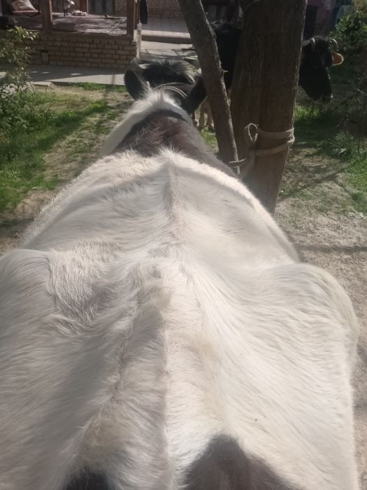 Sigir sotiladi boʻgʻoz