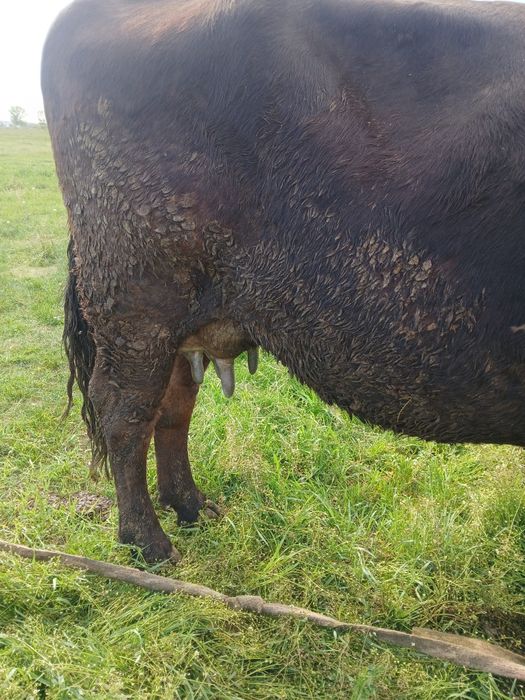 Vand 2 vaci brune de maramures  albele 4 ani cu  tauras ambele