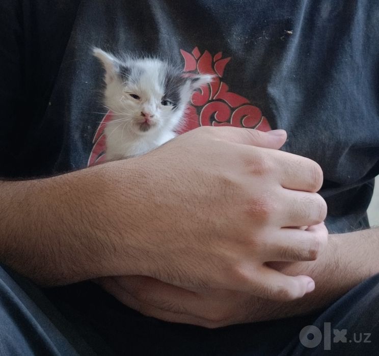 Бесплатно котёнок